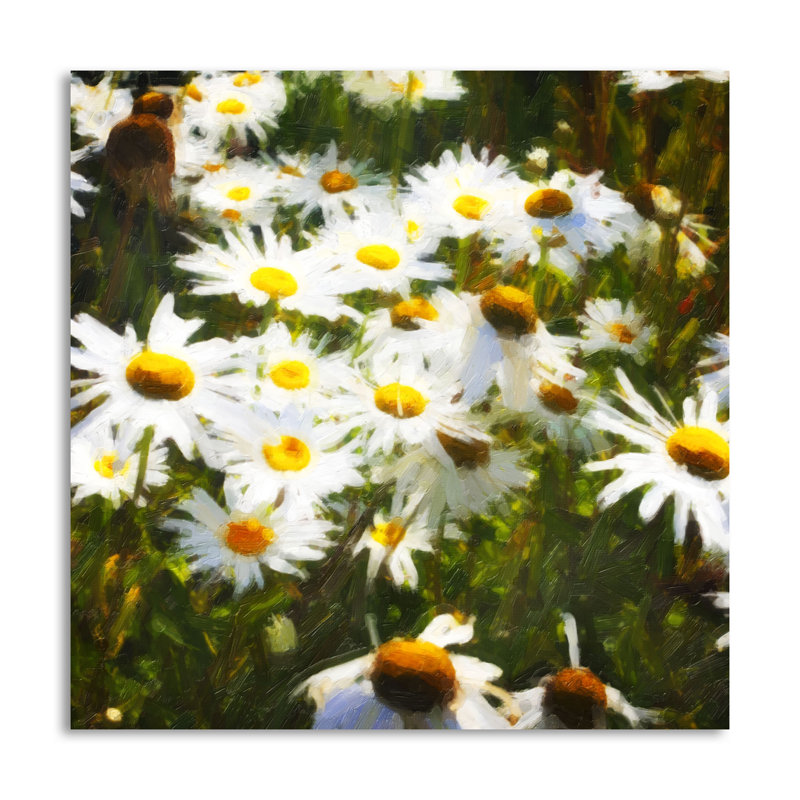 « sunlit marguerites », impression, H 24 po x l 24 po x P 0,01 po, Papier