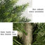 Cèdre artificiel dans un pot, faux arbre-1219485046