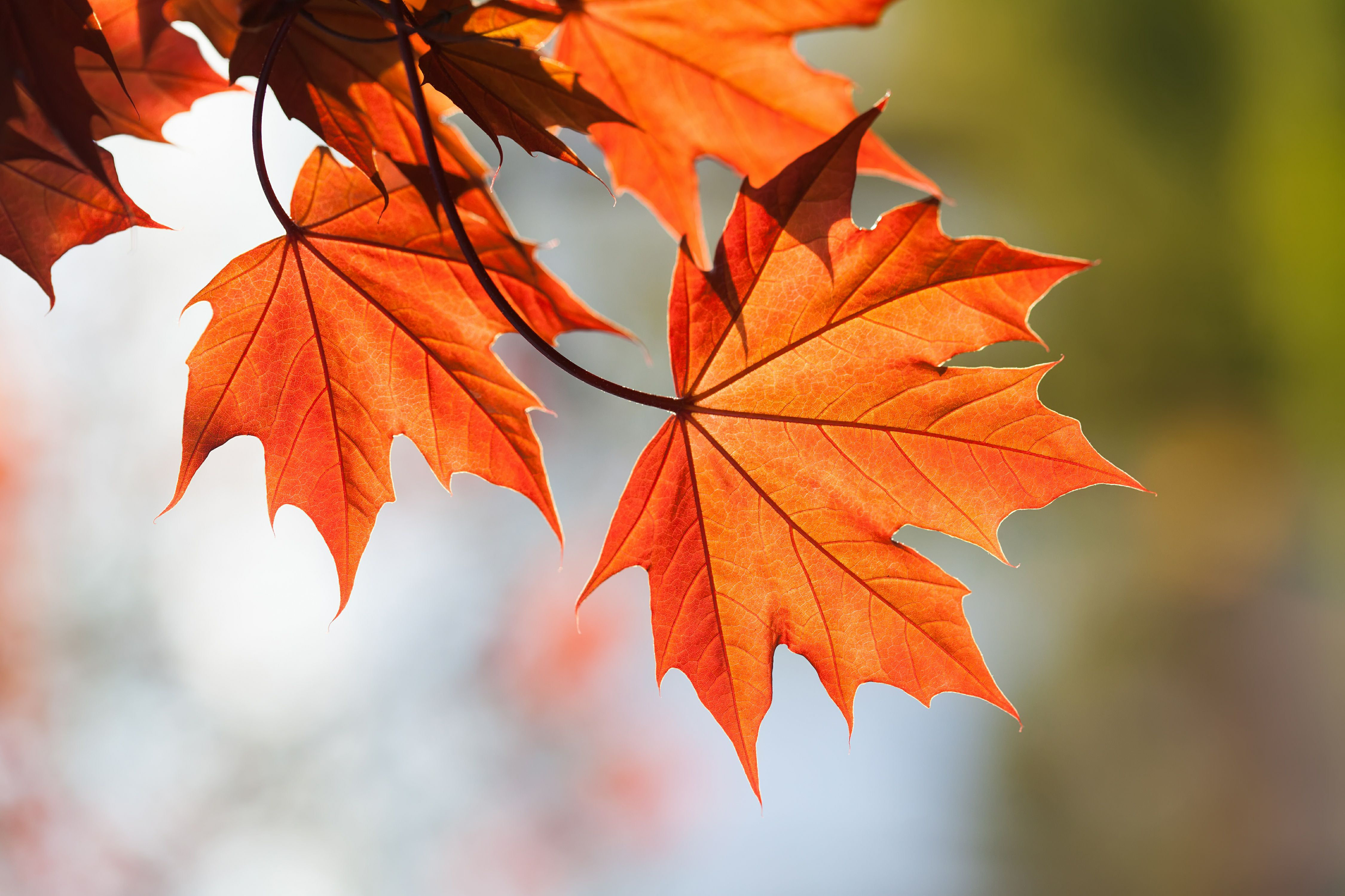 Ebern Designs Red Maple Leaves by Besjunior - Wrapped Canvas Photograph ...