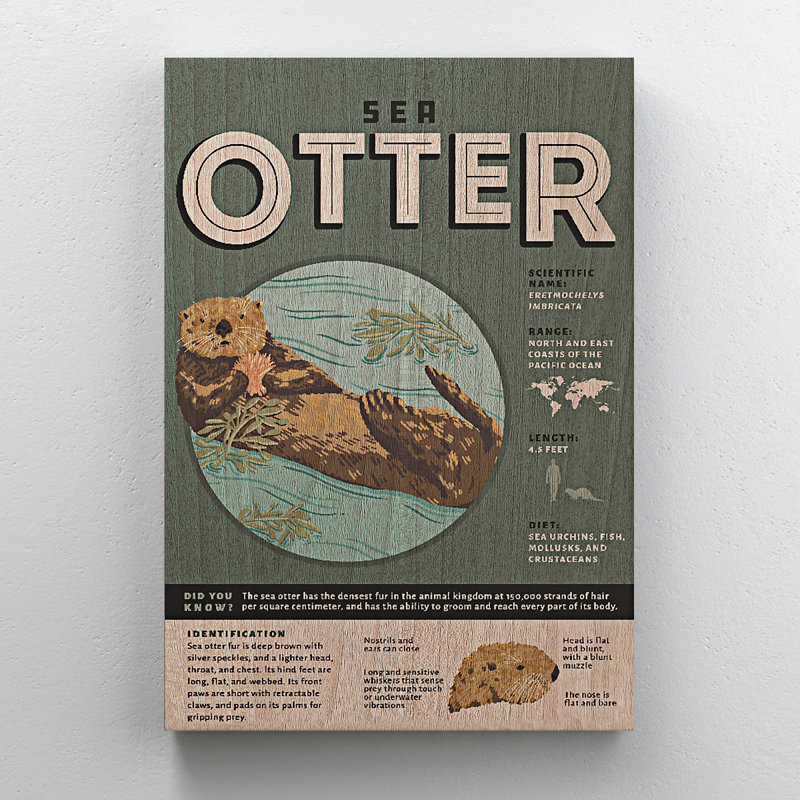 " Knowledge About Sea Otter ", 20" H x 16" W x 2" D