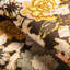 Rhapsody Arioso Print Fabic-272872418