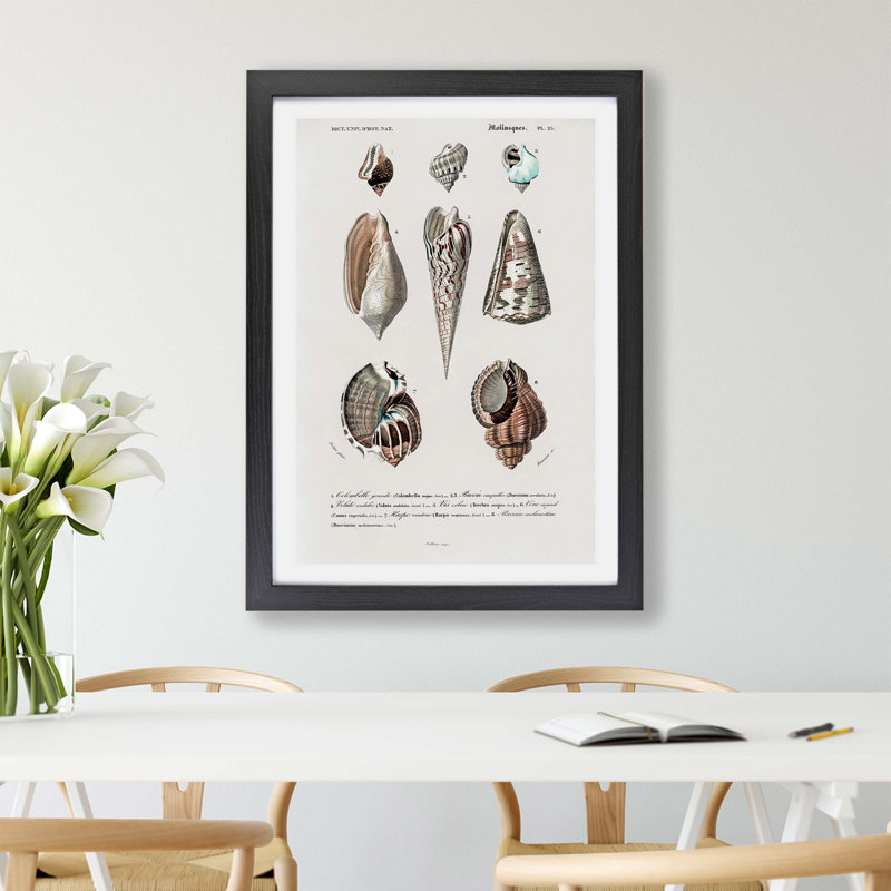Mollusc Shell Illustrations PL. 25 by Charles D' Orbigny - Single Picture Frame Painting, 33cm H x 45cm W x 2cm D, Black