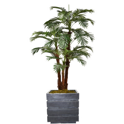 Panama Floor Palm Tree in Planter
