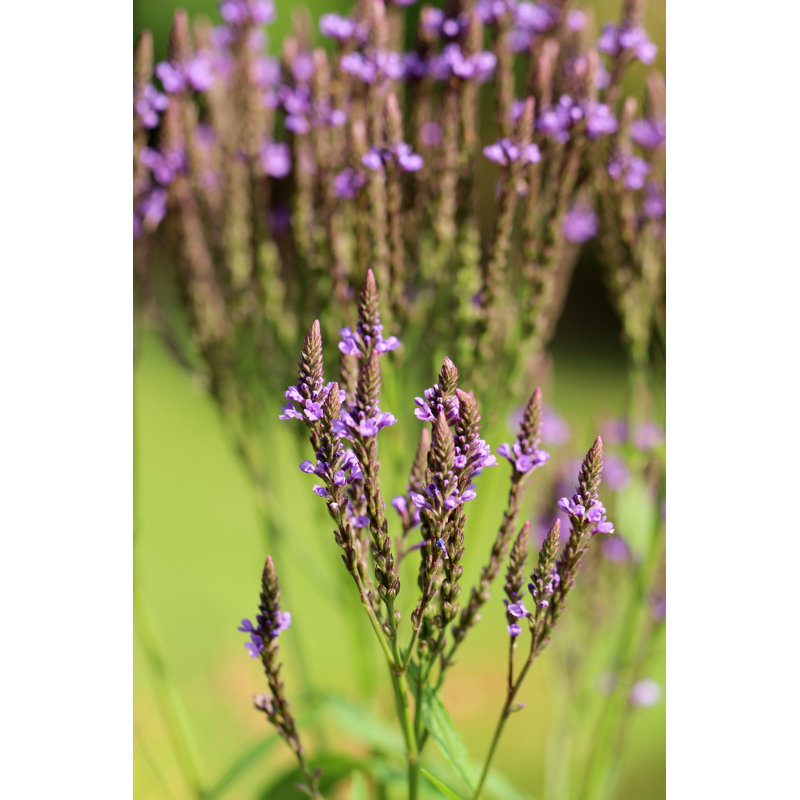 Verbena hastata, 91cm H x 61cm W