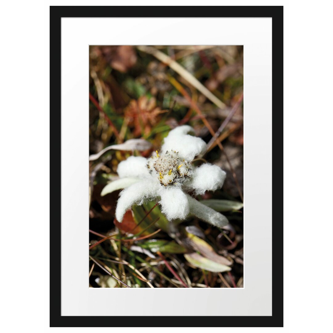 Gerahmtes Poster Flauschige weiße Blüte