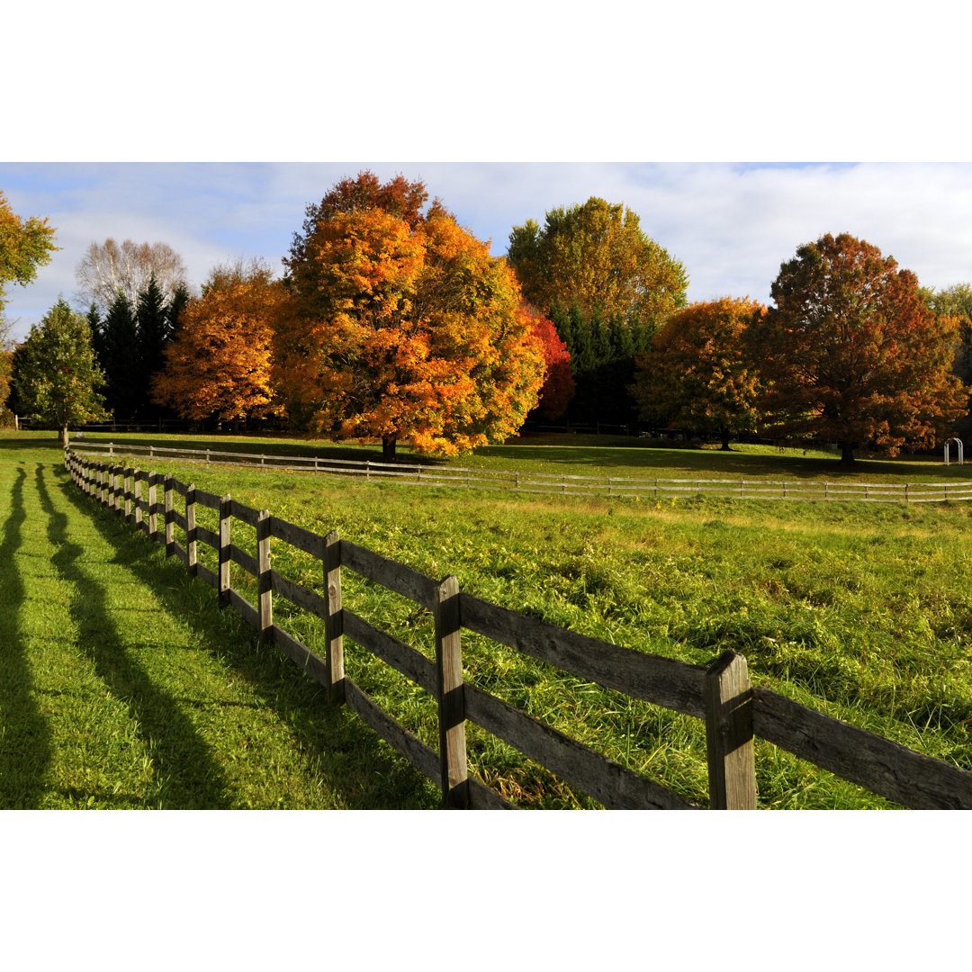 Autum Trees In A Meadow von Johnrf2 - Kunstdrucke ohne Rahmen auf Leinwand