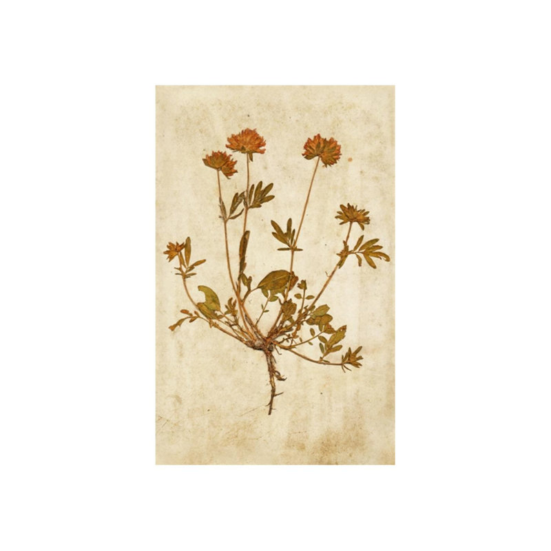 Pressed Flowers VI Print by Michelle Bennett, Glass Coat, 38" H x 24" W x 1.5" D