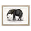 Elephant by Oliver Goldsmith - Picture Frame Painting Print-55539629-55539628