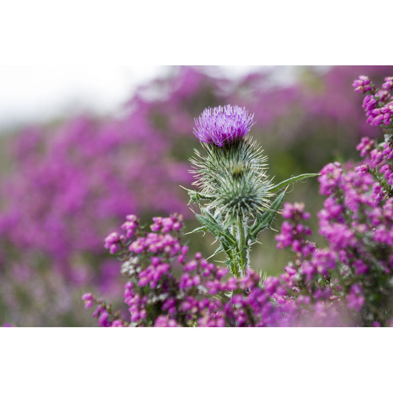 Maurane " Maurane Thistle " by Jgshields, 24" H x 36" W