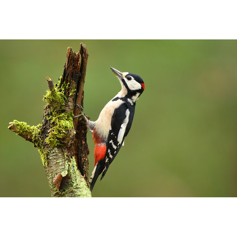 Woodpecker by Piotr Krzeslak - Wrapped Canvas Print, 30cm H x 46cm W