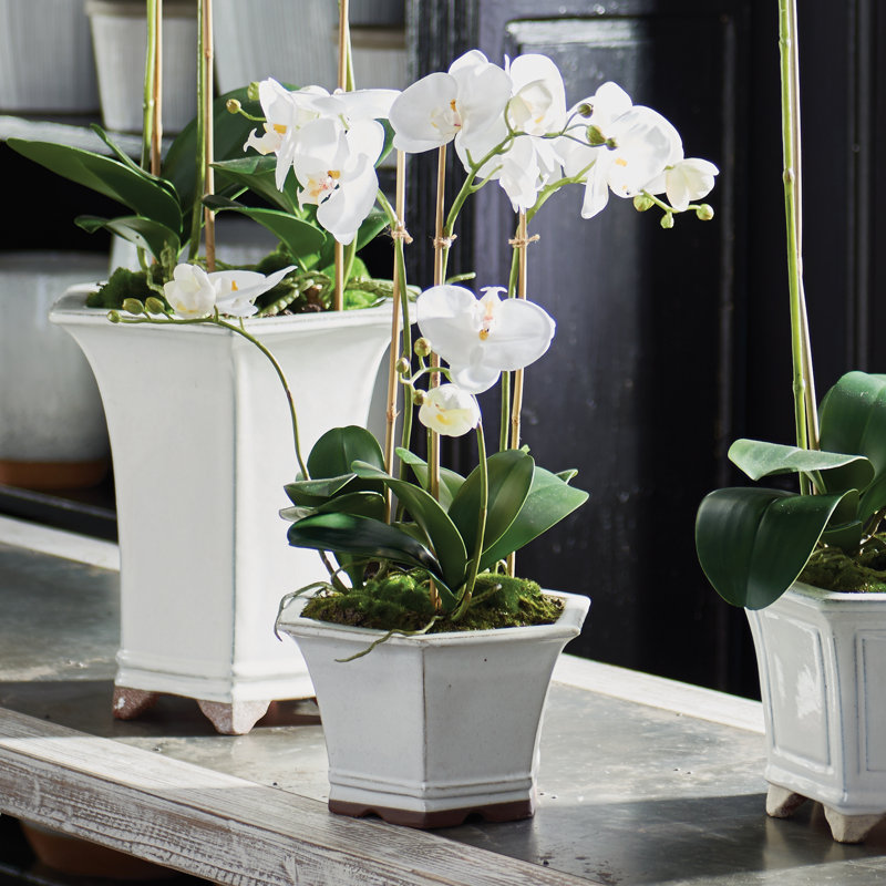 Barclay Butera Orchid In Ceramic Pot