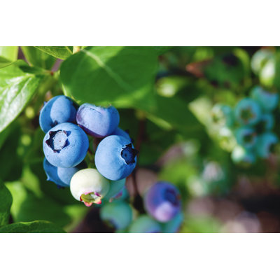 «Blueberries on the Bush» - Photographie sur toile tendue