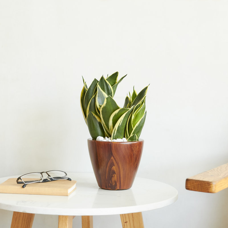 Pots de fleurs en plastique imitation bois foncé avec système d'arrosage automatique, ensemble de 2
