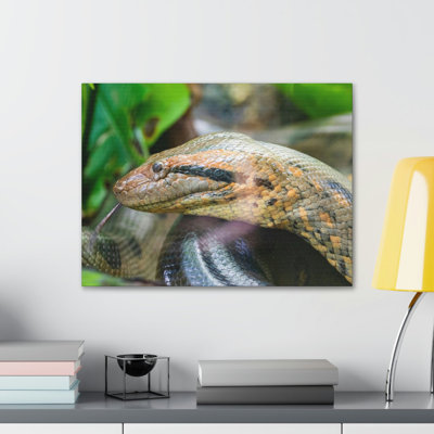 Anaconda Front Side View Anaconda Dangerous Outside Wall Art