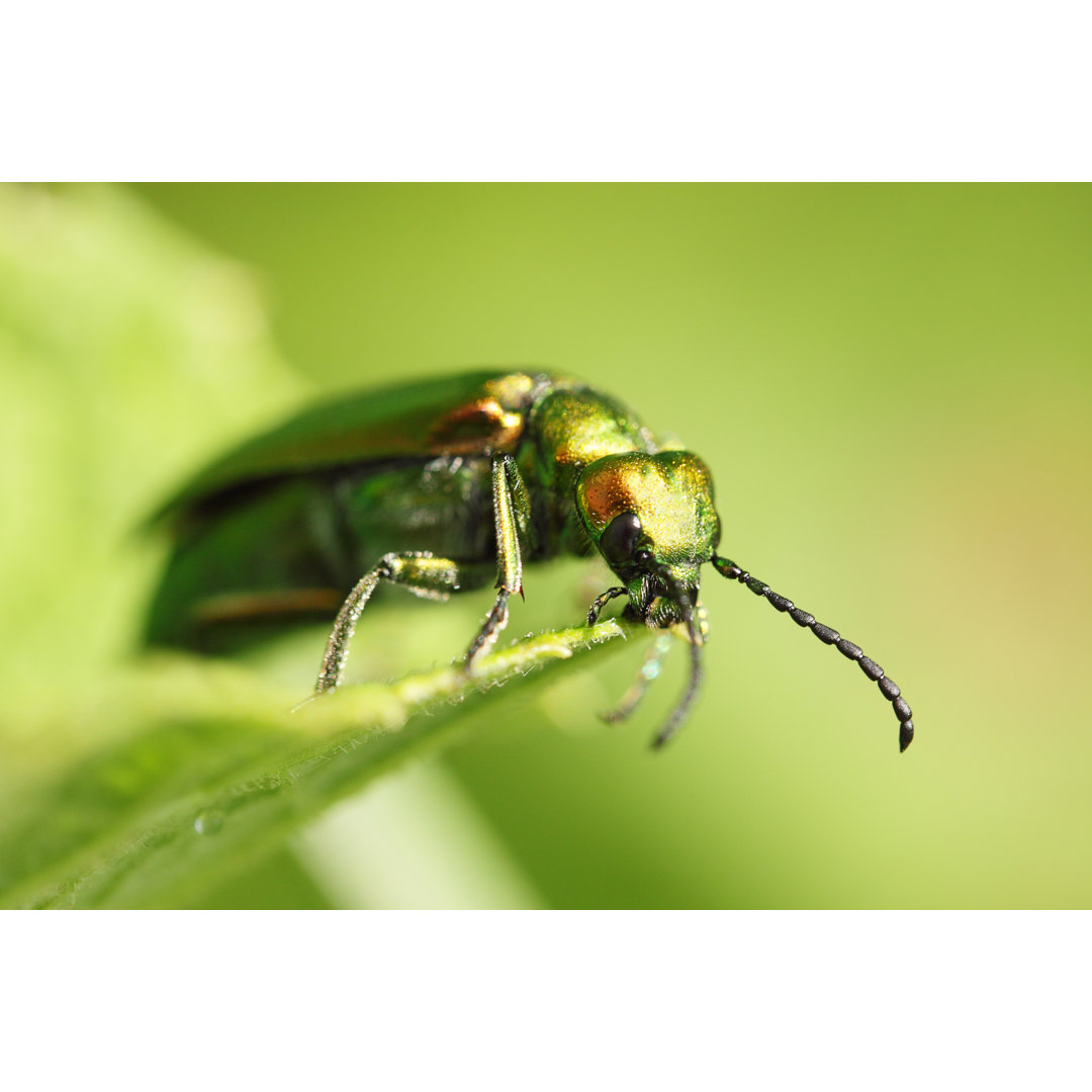 Cantharis von Mallivan - Fotografie ohne Rahmen auf Leinwand