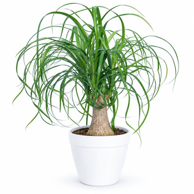 Live Ponytail Palm Houseplant in Premium Planter