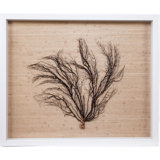 Sealife Print