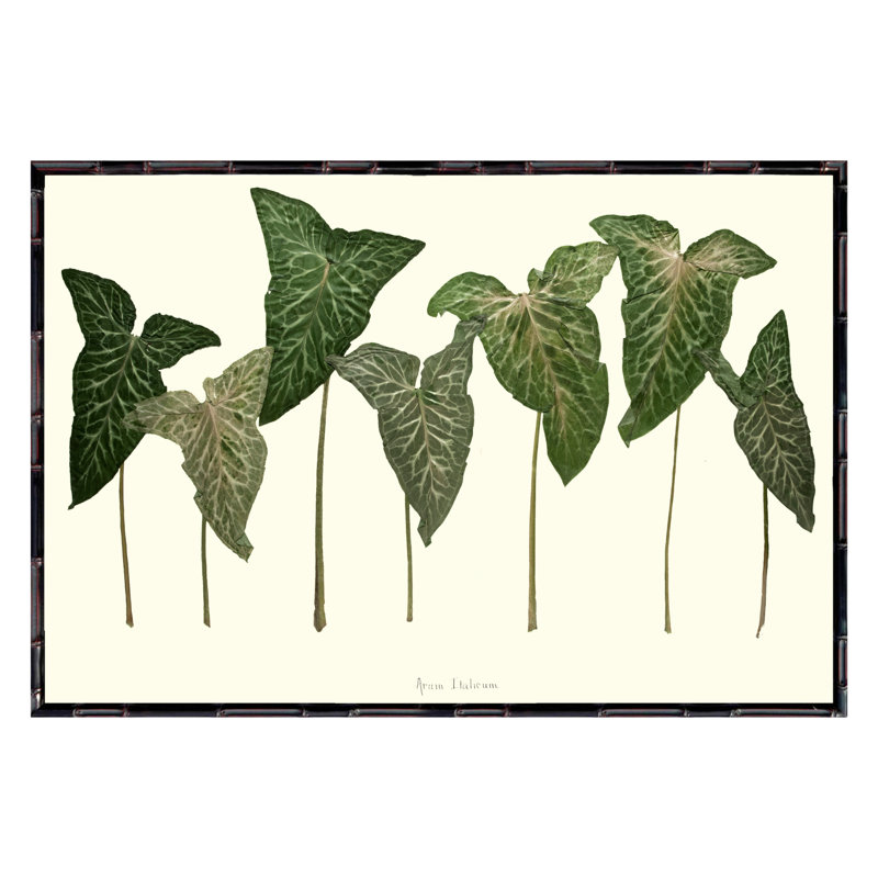 Arum Italicum Garden Print by Sandy Whitaker, 21.25" H x 25.25" W