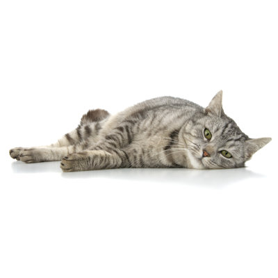 " Lazy Gray Cat " by Tompet80