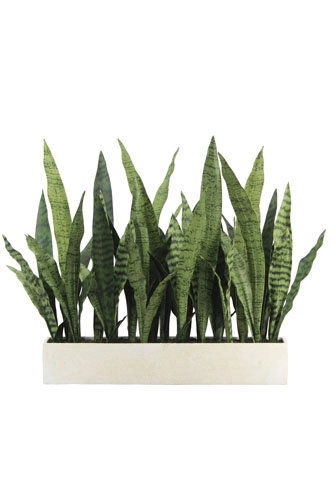 27" Potted Snake Plant - Natural, Natural