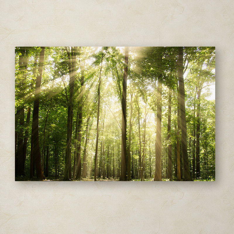 « saradios through treetops », reproduction de photo sur toile tendue, H 12 po x l 19 po x P 2 po