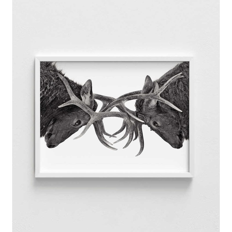 Reproduction d'art «Elk Fight» - Scène naturelle en noir et blanc, H 5 po x l 7 po, Blanc, Ne s’applique pas
