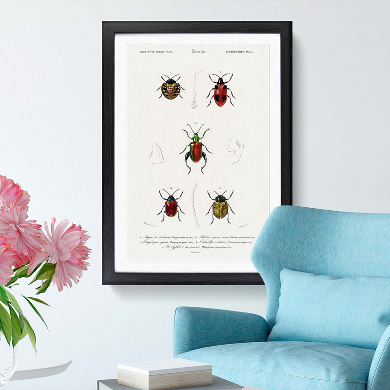 Beetle Illustrations PL.15 by Charles D'Orbigny Framed Print, Black Framed, 63cm H x 45cm W x 2cm D