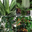 Figuier figuier avec plantes pour la décoration intérieure