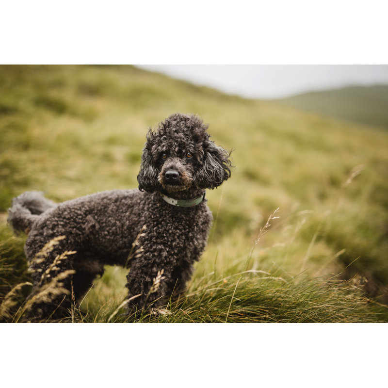 French Poodle On Windy Day - Wrapped Canvas Print, 30cm H x 46cm W x 3.8cm D