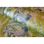 Harldson Mo'orea Inspired Flowers And Birds 8.5 m x 70cm Wallpaper Roll-20605891