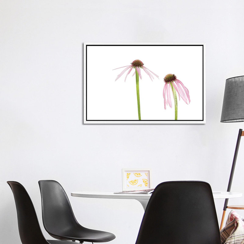 Pale Purple Coneflowers. Marion County, Illinois, USA. 1 Piece Wall Art on Canvas, 101.6 cm H x 66.04 cm W, White Framed
