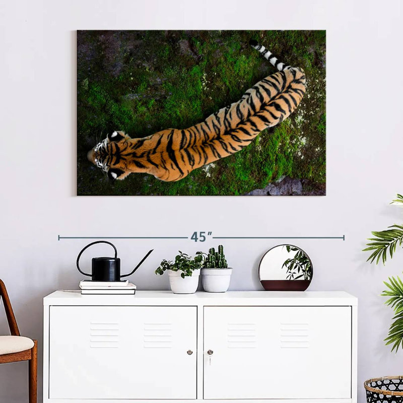 Brampt Tiger From Above, 26" H x 39" W