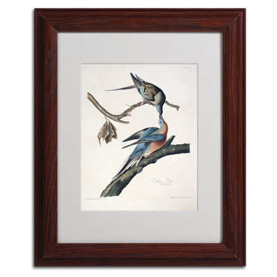 Passenger Pigeon by John James Audubon - Picture Frame Print on Canvas