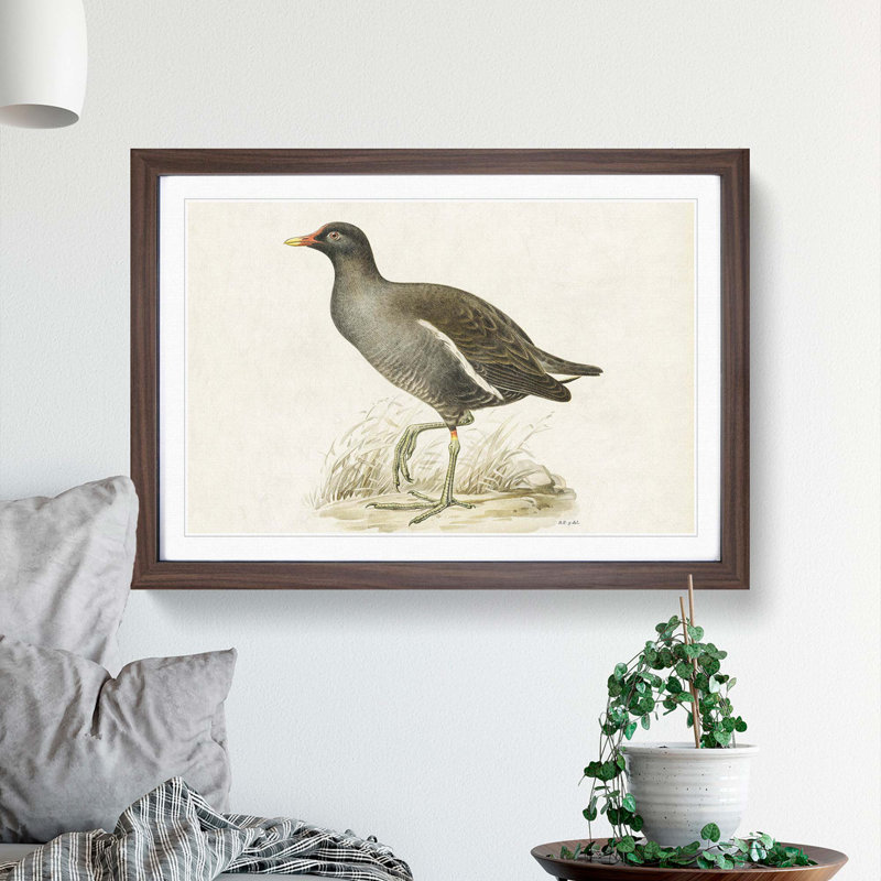 Common Moorhen by Von Wright - Picture Frame Painting Print, 36cm H x 48cm W x 2cm D, Walnut Framed