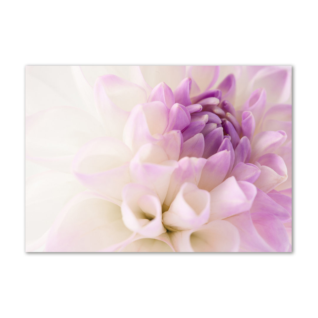 Leinwandbild White Dahlia Flower Violet Head