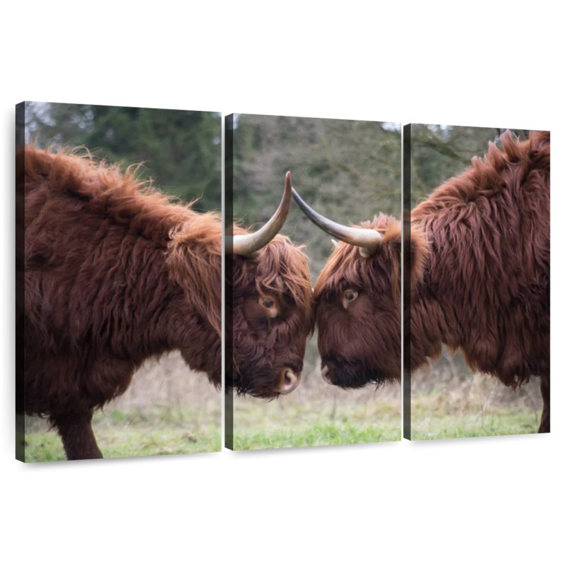Brampt Highland Cow Clash, 28" H x 45" W