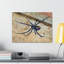 «Black Widow H chasse», art mural animal-783471913