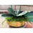 Orchid Arrangement-1342765267-1342898928