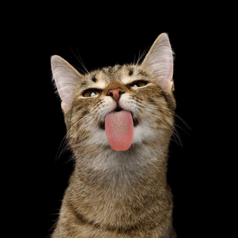 Playful Cat - Wrapped Canvas Print, 30cm H x 30cm W x 3.8cm D