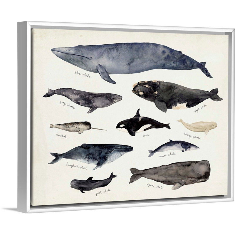 «Baleine graphique III» par Victoria Barnes - impression sur toile, H 13 po x l 16 po x P 1,75 po, Cadre flottant blanc