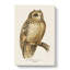 Short-eared Owl by Von Wright - Wrapped Canvas Print-55340699