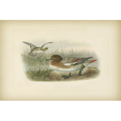 Wigeon (EA) by Keuleman - Wrapped Canvas Painting