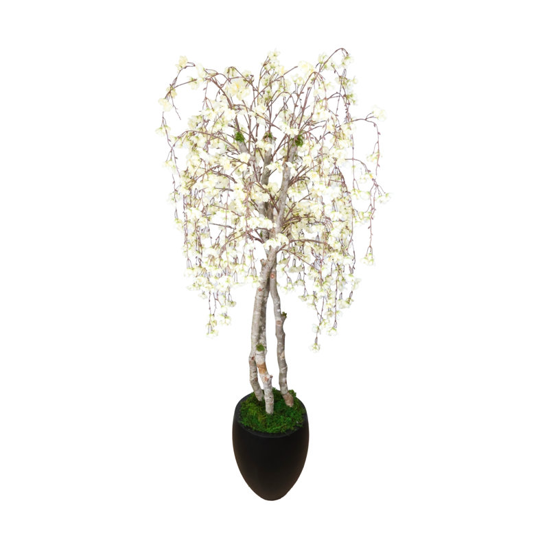 7' Cherry Blossom Tree in Fiberstone Planter