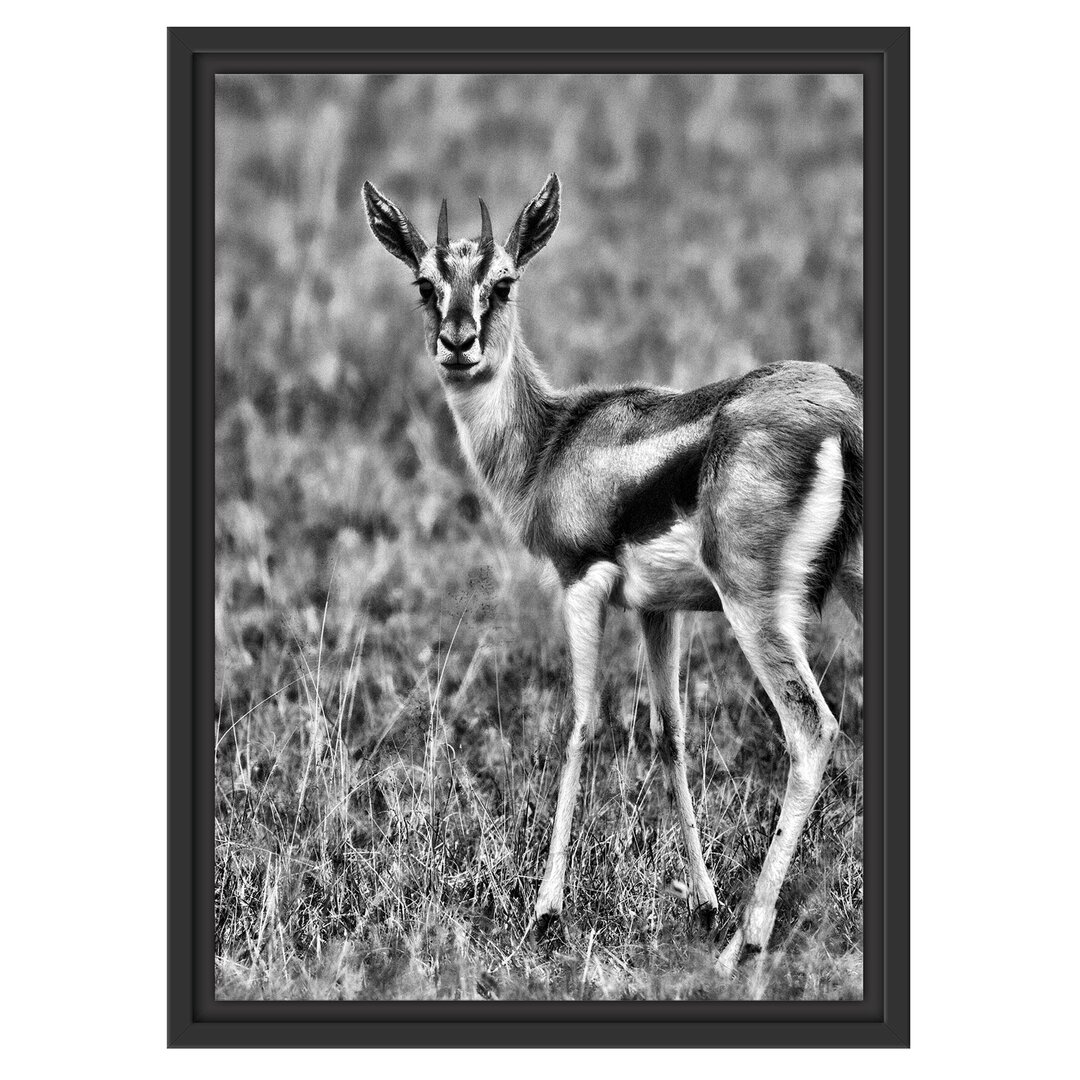 Gerahmtes Wandbild prächtige Gazelle auf Wiese