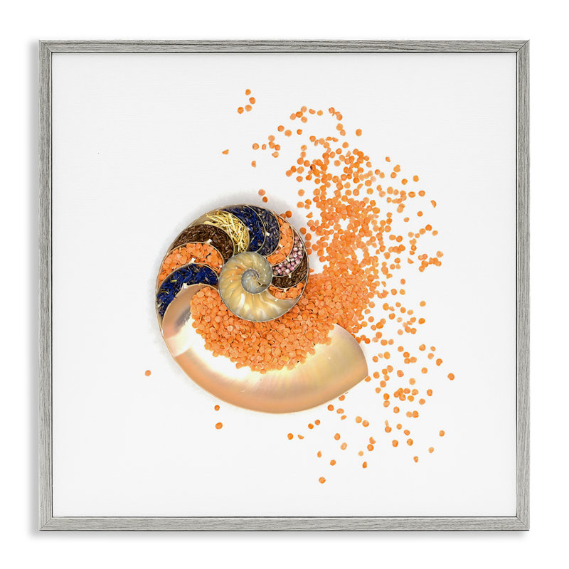 Giclée à spirale orange Nautilus orange, design par Beth Adoette, H 24 po x l 24 po, Giclée de ferme grise encadrée