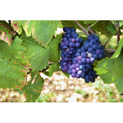" Red Wine Grapes " by Hatman12
