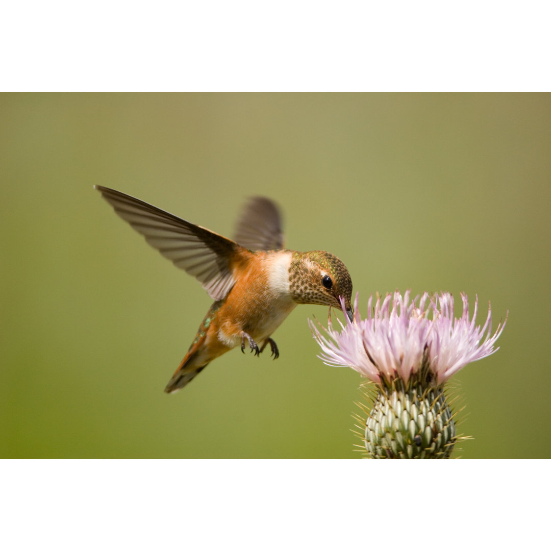 Rufous Hummingbird auf Distelblüte