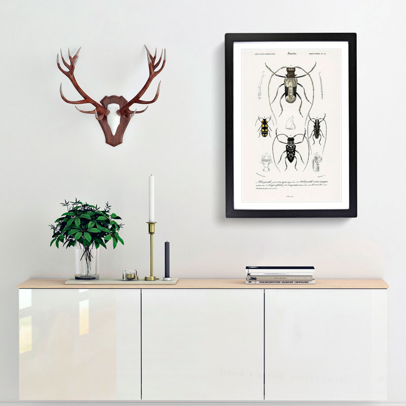 Beetle Illustrations PL.13 by Charles D'Orbigny - Single Picture Frame Print, 63cm H x 45cm W x 2cm D, Black Framed