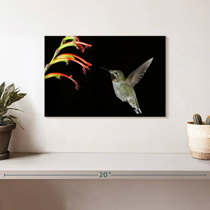 Hummingbird On Black, 8" H x 12" W