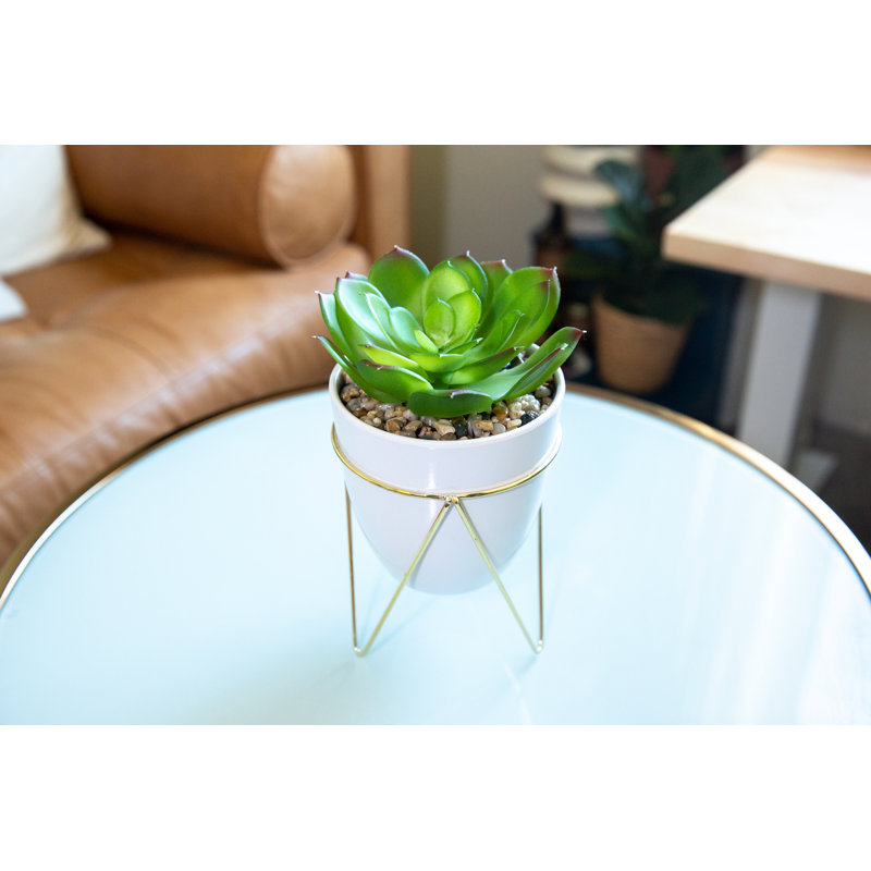 Plante grasse de bureau en pot, Blanc / Doré
